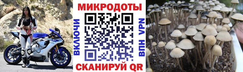 купить наркоту  Симферополь  Галлюциногенные грибы Psilocybine cubensis 